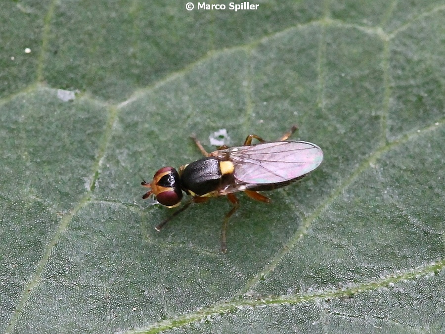 Cetema sp. (Chloropidae)